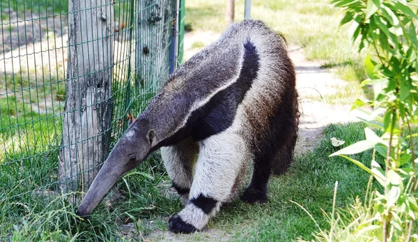 Anteater walks in the zoo of Budapest (Hungary)