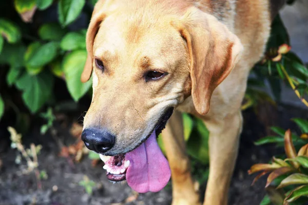 Head of a dog with its tongue hanging out