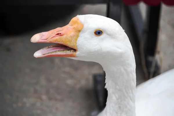 Head white goose with beak slightly open