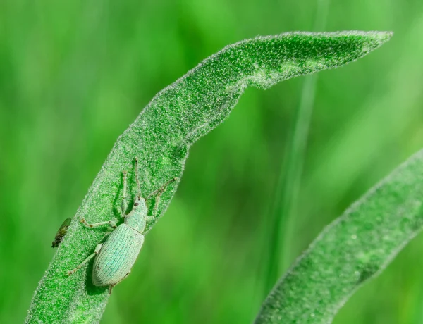 Blue-green curculionidae on the green grass