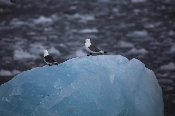 Arctic bird - Kittiwake - resting on small iceberg, Svalbard, Norway