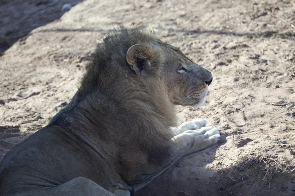 Close side view of a lion resting