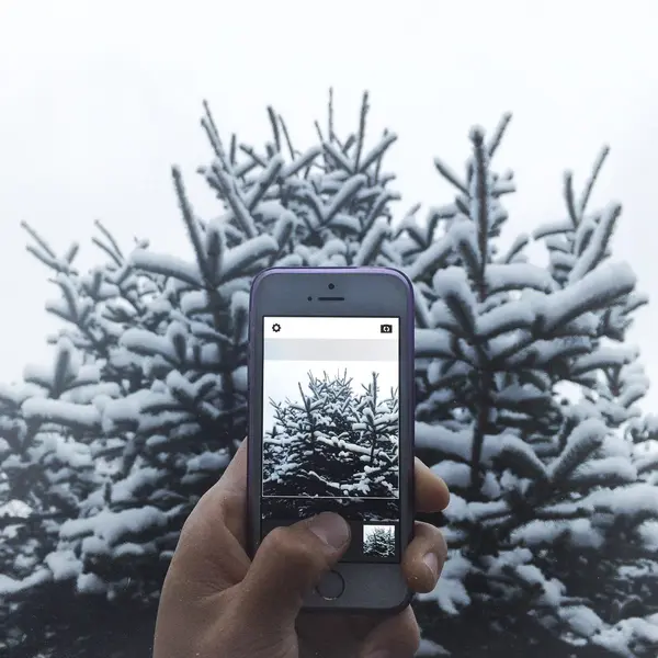 Man taking photo of fir tree in snow