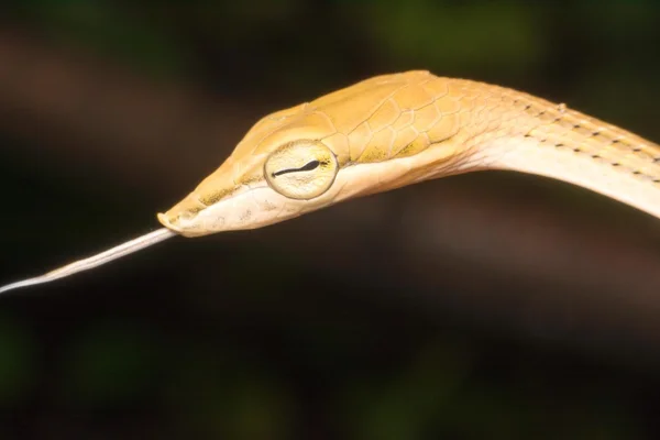 Close-up of snake head