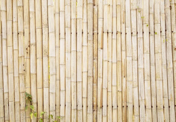 Bamboo texture , vintage nature wall background .