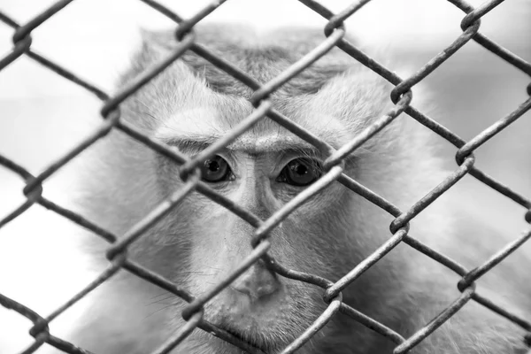 Monkey eye  sad expression in a cage in zoo.