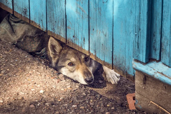 Cute sad dog waiting under the wooden fence.