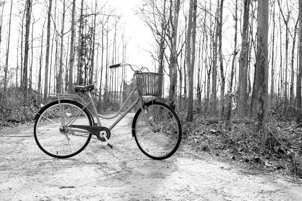 Beautiful vintage bicycle in the forest.