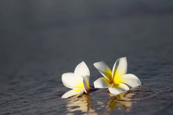 Two exotic flowers on water. Sea, Plumeria, background, wallpaper