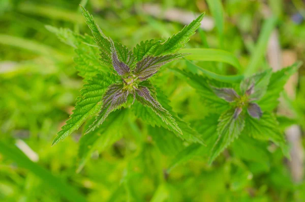 herb nettle with stinging hairs
