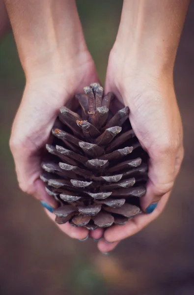 Pine cone, pine, forest, hands, pine forest