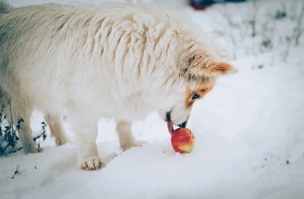 Dog, funny dog, funny dog, winter, snow, dog in snow, white-haired dog, delicious apple, hungry dog