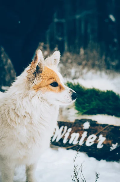 Dog, funny dog, funny dog, winter, snow, dog in snow, dog gaze