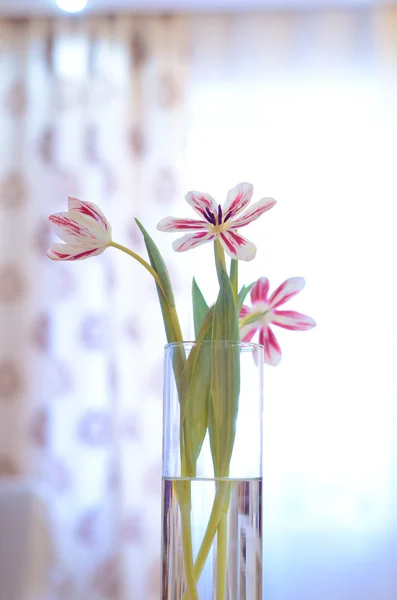 Flowers, tulips, white and pink tulips, holiday, event, March 8