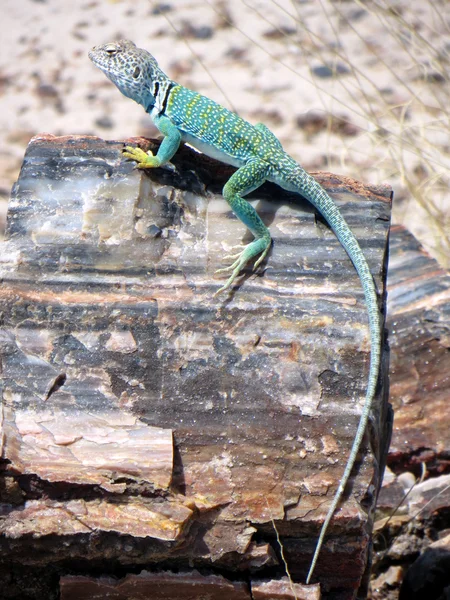 Lizard in Petrified Forest in Arizona
