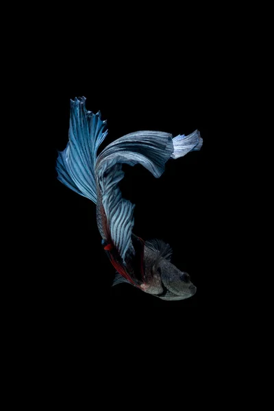 Blue siamese fighting fish isolated on black background. Betta fish