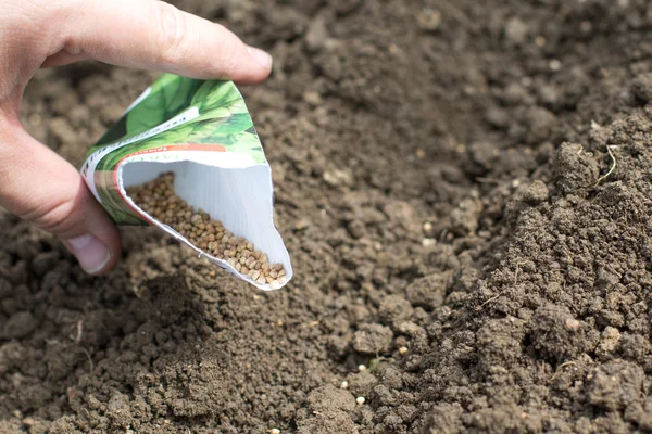 Detail on Spinach Seeds in a Bag when Sowing Seed lines on Veget
