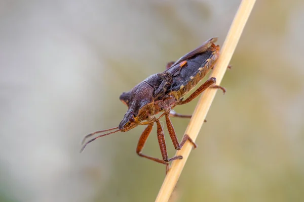 Ugly Bug on a Blade