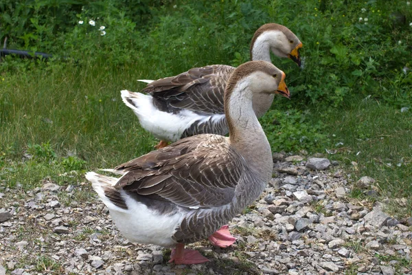 Couple funny goose bird walk outdoors