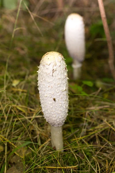 Poison toadstool mushroom on grass