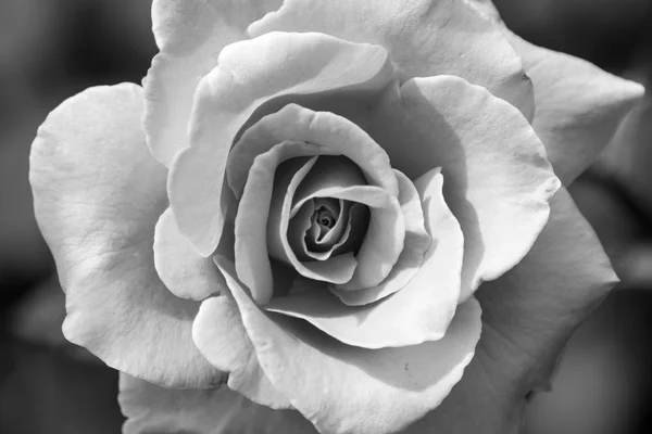 Pretty black and white flower