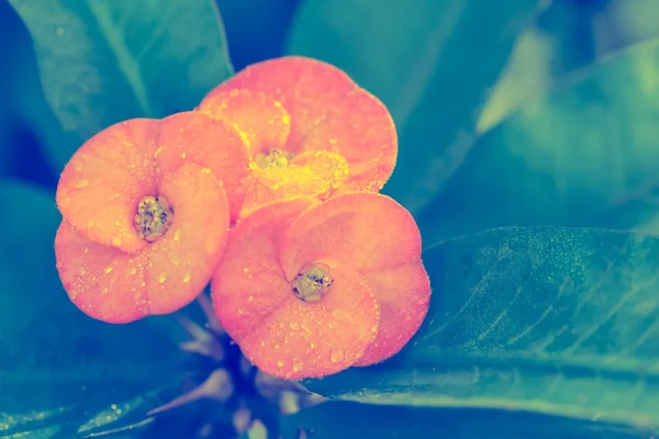 Christ thorn (Euphorbia milii) flower close-up with drop in the