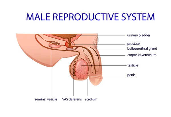 The male reproductive system