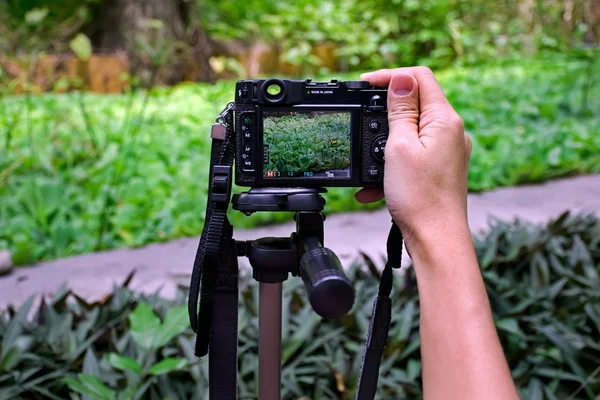 Hand holding camera taking photo of plants