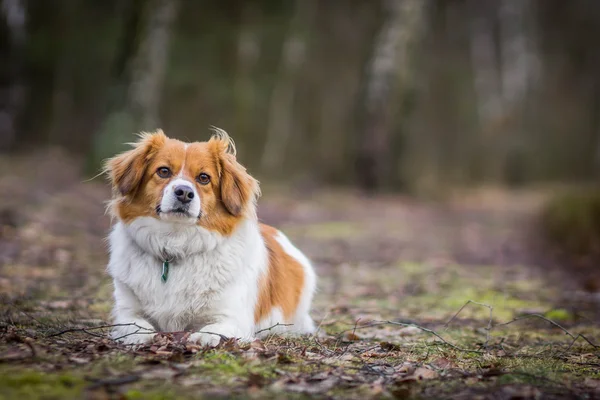 Little dog in forest