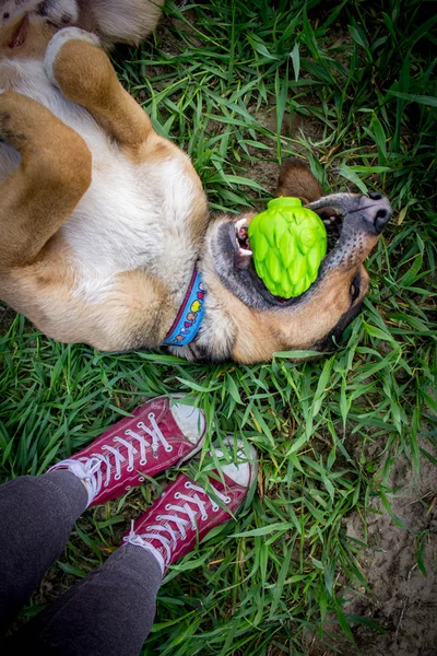 Dog with toy