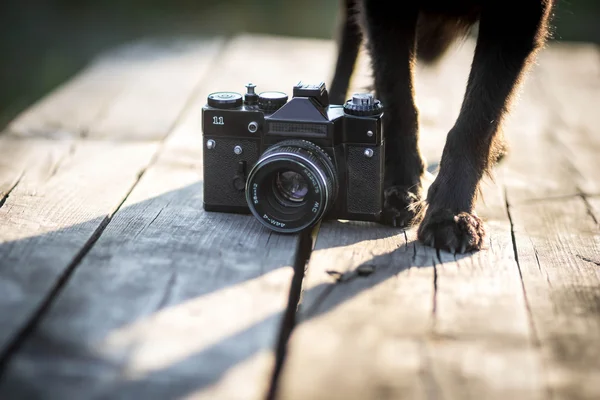 Dog photographer - dog with camera