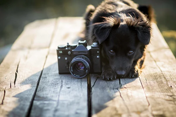 Dog photographer - dog with camera
