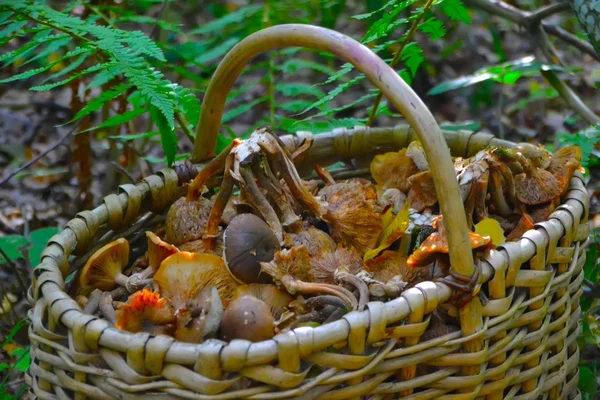 Basket with mushrooms. Autumn mushroom harvest