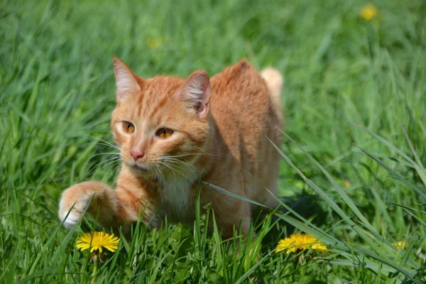 Red cat in green grass