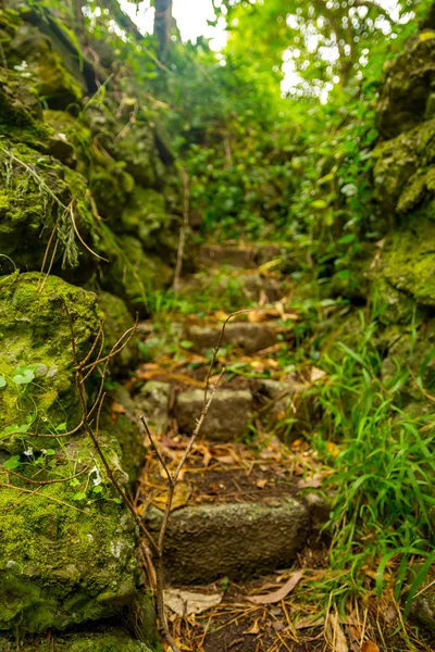 Rocky stairs into the jungle