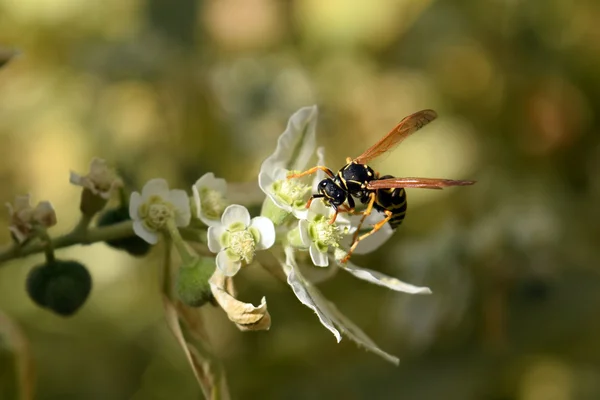 A wasp sits on a flower