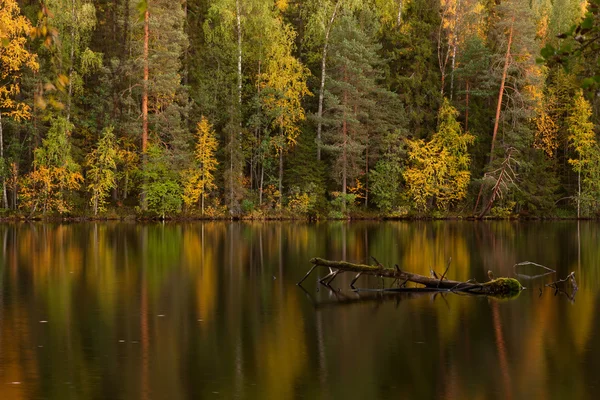 Autumn lake with dead tree in a water in dusk (Finland)