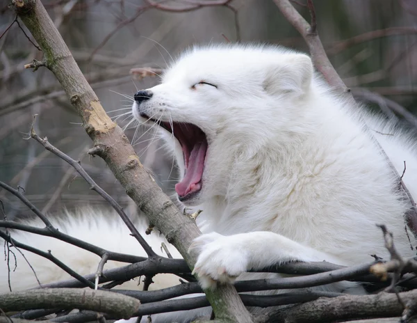 Yawning fox