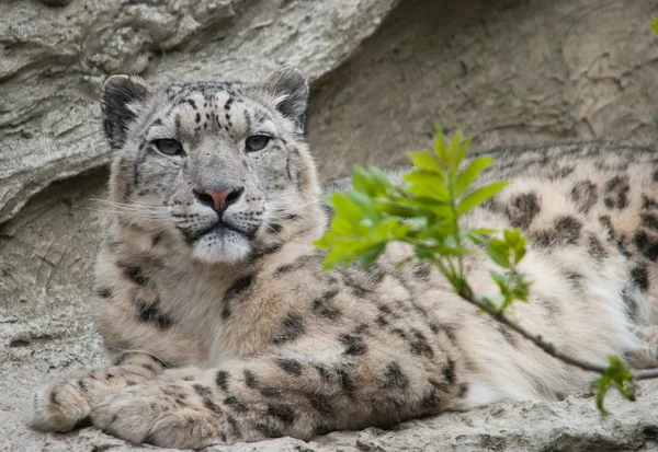 Snow leopard