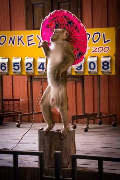 Monkey Show in Phuket Zoo with umbrella