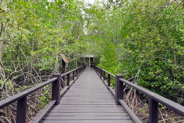 Wood passage way into mangrove forest (Trees include Rhizophorac