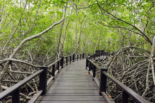 Mangrove forest (Trees include Rhizophoraceae, decandra, apicula