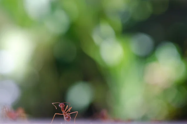 Close-up view of ant with bokeh background of tree, leaf and sun