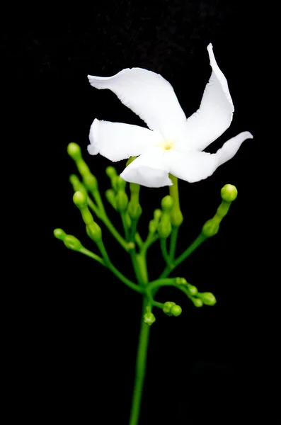 White flower Murraya paniculata or Orange Jessamine isolated on