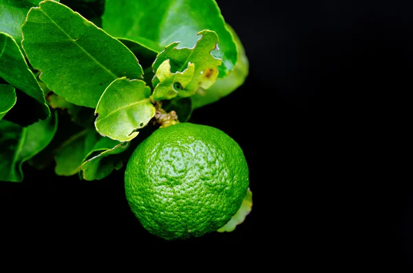 Bergamot orange hanging fruits with leaf isolated on black backg