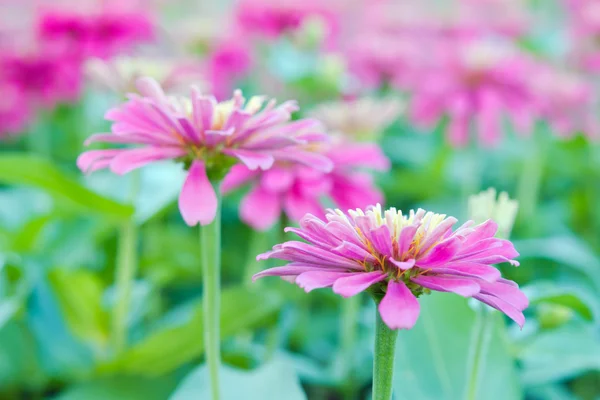 Hybrid Aster flower in flowerbed garden Sirikit national garden,