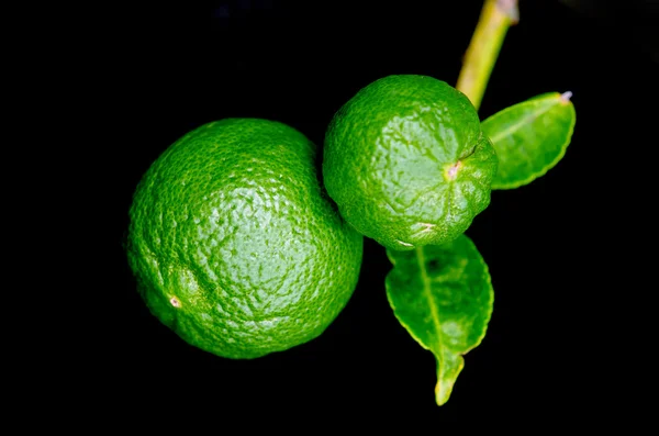 Bergamot orange hanging fruits with leaf isolated on black backg