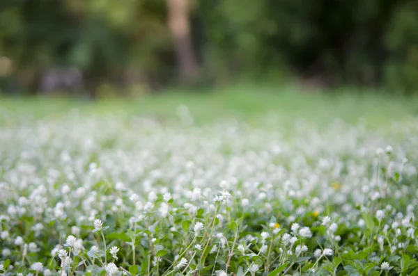White flower field defocused abstract background