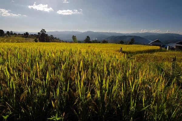 View of rice farm and cloudy blue sky by local people in mountain, northern part of Thailand