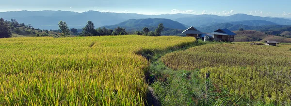 Panoramic view of rice farm and cloudy sky by local people in mo